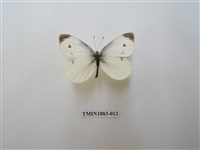 藏品(白粉蝶)的圖片